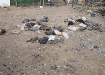 Qentë endacakë ia mbysin 50 pula fermerit nga Vushtrria