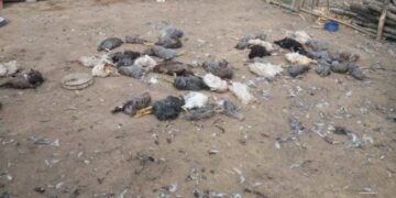 Qentë endacakë ia mbysin 50 pula fermerit nga Vushtrria