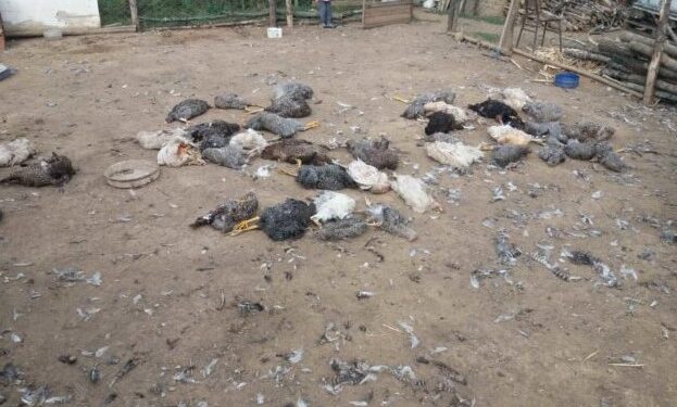 Qentë endacakë ia mbysin 50 pula fermerit nga Vushtrria