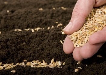 Kosovës i avullohen 2.5 tonë grurë nga rezervat, Ministria e Tregtisë thotë se kompania do të kthejë paratë