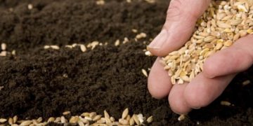 Kosovës i avullohen 2.5 tonë grurë nga rezervat, Ministria e Tregtisë thotë se kompania do të kthejë paratë