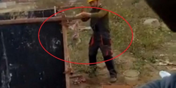 Dy punëtorë kinezë në Serbi rrjepin macen, e përgatisnin për drekë