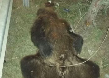 43 vjeçari nga Kërçova e mbyt ariun me veturë