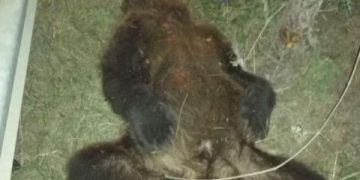 43 vjeçari nga Kërçova e mbyt ariun me veturë