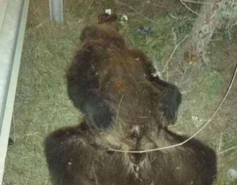 43 vjeçari nga Kërçova e mbyt ariun me veturë