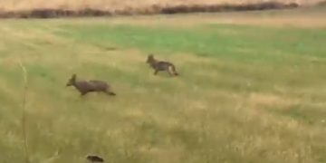 Një tufë me ujqër shfaqen në lëdinat e Kramovikut të Rahovecit