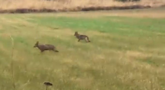 Një tufë me ujqër shfaqen në lëdinat e Kramovikut të Rahovecit