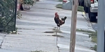 Nuk është shaka – gjeli po terrorizon banorët në një lagje të New York-ut, së fundmi sulmoi një burrë duke ia gjakosur dorën