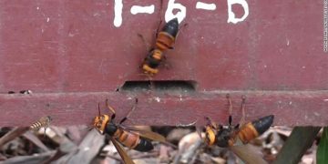 Sinjali “rrëqethës” i bletëve kur sulmohen nga grerëzat vrasëse