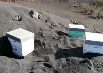 Mrekulli, mijëra bletë mbijetuan nën hirin vullkanik të La Palma për 50 ditë