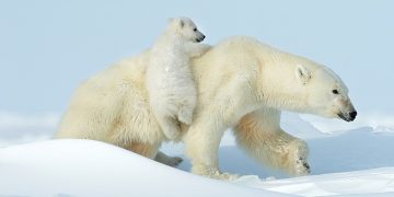Pamje të rralla: Arinjtë polarë argëtohen në dëborë!