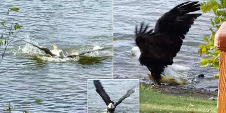 Momenti kur shqiponja e zë dhe e nxjerr nga uji peshkun që peshonte mbi 9 kilogramë