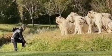 Një burrë në Kinë doli nga vetura dhe shkoi aty ku gjendeshin 11 tigra, më pas vazhdoi duke i provokuar