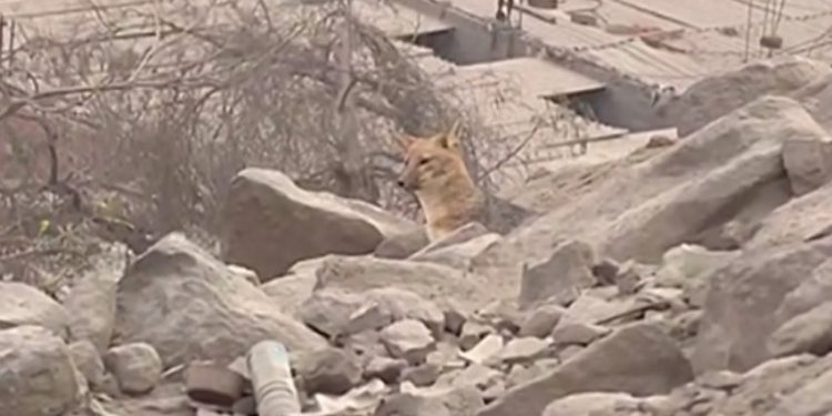 E bleu për qen, por doli dhelpër: Kafsha bën kërdinë me pulat e fqinjëve