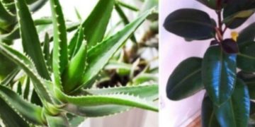 NASA: Këto bimë janë “bomba” oksigjeni, merrni të paktën një në shtëpinë tuaj