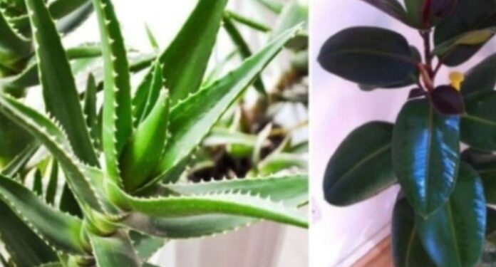 NASA: Këto bimë janë “bomba” oksigjeni, merrni të paktën një në shtëpinë tuaj