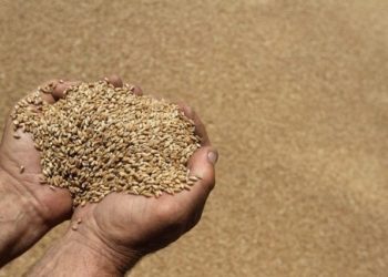 Ministria e Bujqësisë ka një njoftim me rëndësi për grumbulluesit e grurit