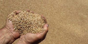 Ministria e Bujqësisë ka një njoftim me rëndësi për grumbulluesit e grurit