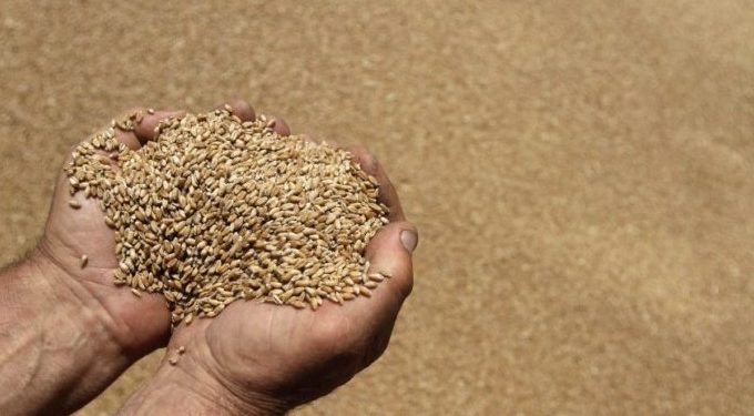 Ministria e Bujqësisë ka një njoftim me rëndësi për grumbulluesit e grurit