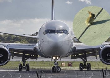 Lepuri u fut në motorin e avionit që po vinte edhe në Kosovë, dëmi 1 milion euro