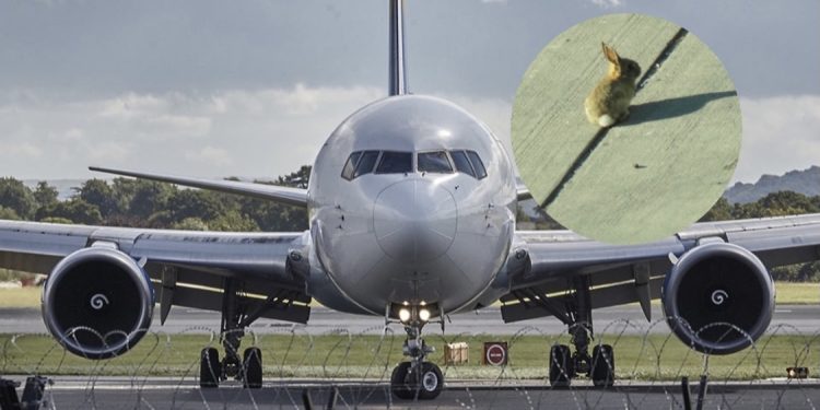 Lepuri u fut në motorin e avionit që po vinte edhe në Kosovë, dëmi 1 milion euro