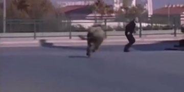 Demi i tërbuar i ikën pronarit në Prizren, vritet nga Shoqata e Gjahtarëve