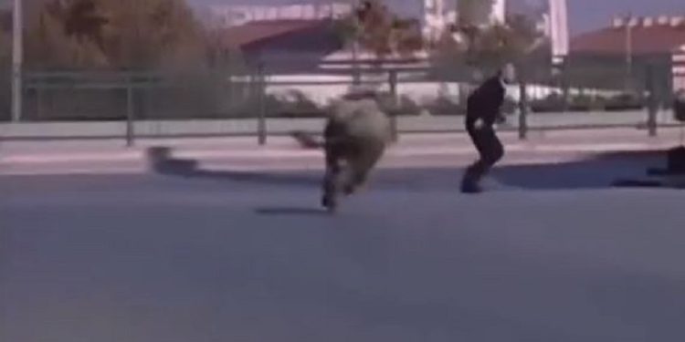 Demi i tërbuar i ikën pronarit në Prizren, vritet nga Shoqata e Gjahtarëve