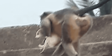 “Hakmarrja” e majmunëve në Indi, mbysin 250 qen duke i hedhur nga ndërtesat