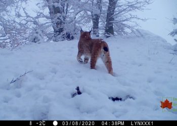 Rrëqebulli i Ballkanit filmohet në Koritnik