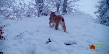 Rrëqebulli i Ballkanit filmohet në Koritnik