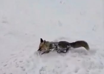 Dhelpra “dinake” nuk i shpëton furisë së acarit të madh polar! (VIDEO)