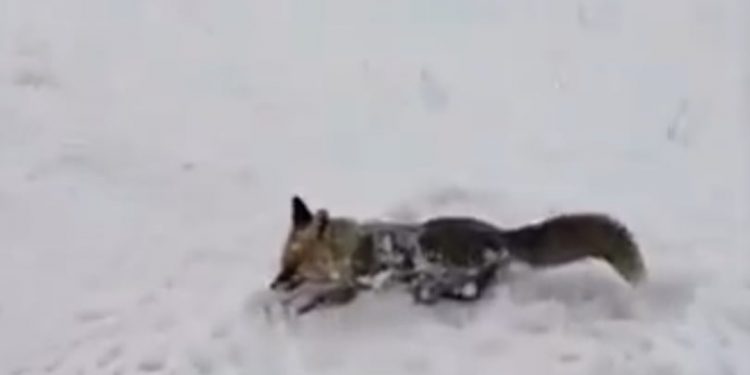 Dhelpra “dinake” nuk i shpëton furisë së acarit të madh polar! (VIDEO)