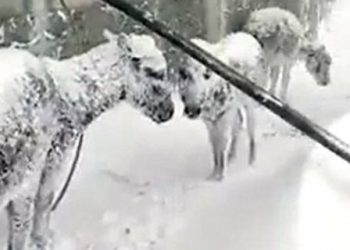 Pamje të trishta, deri në 1.5 metër borë, gomarët ngrijnë nga acari