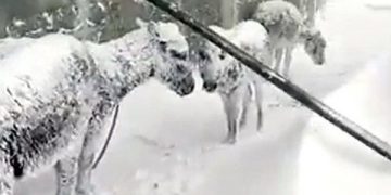 Pamje të trishta, deri në 1.5 metër borë, gomarët ngrijnë nga acari