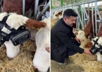 Teknologjia e re: Lopë me syze virtuale, që të mendojnë se janë jashtë në natyrë
