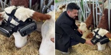 Teknologjia e re: Lopë me syze virtuale, që të mendojnë se janë jashtë në natyrë