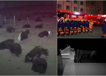 Tërmeti i fortë 6 ballë, momenti kur kafshët e ndiejnë dhe vrapojnë