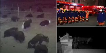 Tërmeti i fortë 6 ballë, momenti kur kafshët e ndiejnë dhe vrapojnë