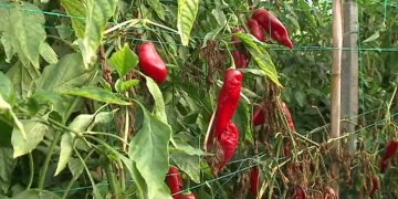 Serbia bllokon prodhimet e Shqipërisë, mbi tre tonë speca do të groposen