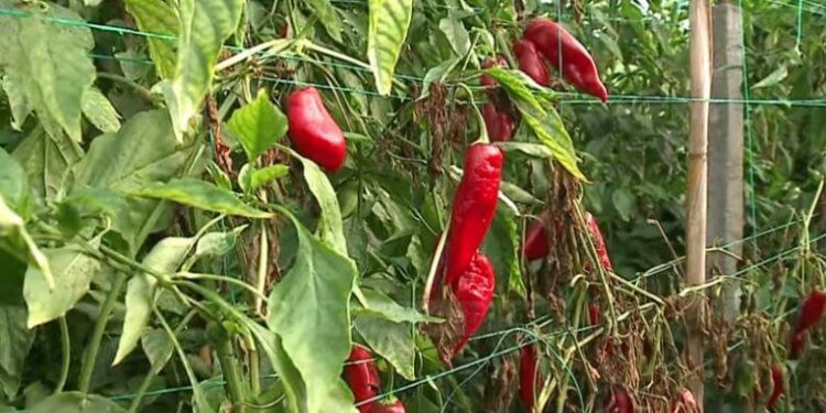 Serbia bllokon prodhimet e Shqipërisë, mbi tre tonë speca do të groposen