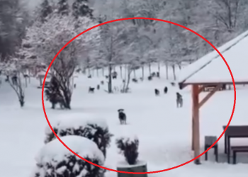 Numër i madh i qenve endacakë sot në Gërmi