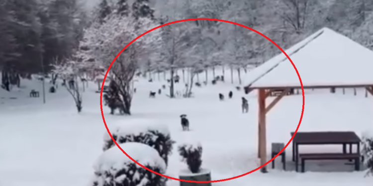 Numër i madh i qenve endacakë sot në Gërmi