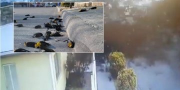 Qindra zogj bien të ngordhur në mënyrë misterioze