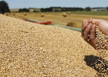 Qeveria ndan 50 milionë euro për subvencione në bujqësi, rreth 500 euro për një hektar grurë