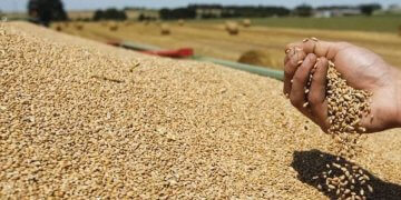 Qeveria ndan 50 milionë euro për subvencione në bujqësi, rreth 500 euro për një hektar grurë