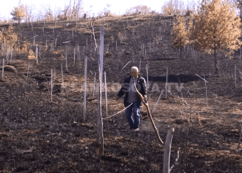 Gruaja duke pjekur fli, ia djeg fqinjit 300 trupa të arrës