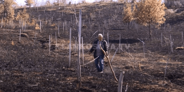 Gruaja duke pjekur fli, ia djeg fqinjit 300 trupa të arrës