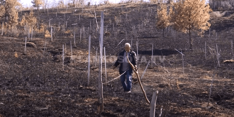 Gruaja duke pjekur fli, ia djeg fqinjit 300 trupa të arrës