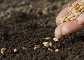 Gruri amerikan në tregun kosovar do të kushtojë më shtrenjtë