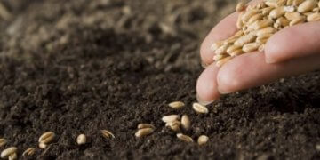 Gruri amerikan në tregun kosovar do të kushtojë më shtrenjtë